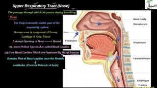 Upper Respiratory Tract (Nose)