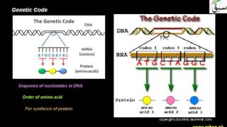 Gentic Code