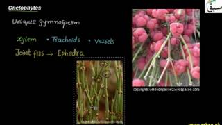 Gnetophytes