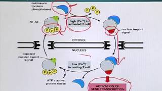 BIO201_Topic153