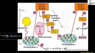 Synthesis of ATP, Chemiosmosis