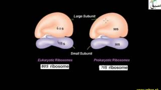 More Difference between Prokaryotic and Eukaryotic Cells
