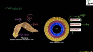 Phylum Platyhelminthes
