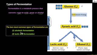 Types of Fermentation