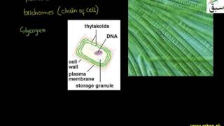 Cyanobacteria