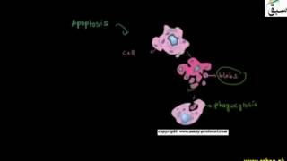 Apopotosis and Necrosis
