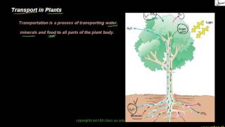 Transport in Plants
