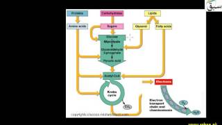 Metabolic Pool Concept