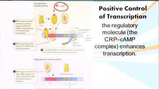 BIO201_Topic094
