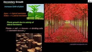 Secondary Growth