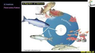 More on Innate Behaviour