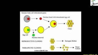 Animal Cloning
