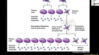 Role of Memory Cell in Immunity